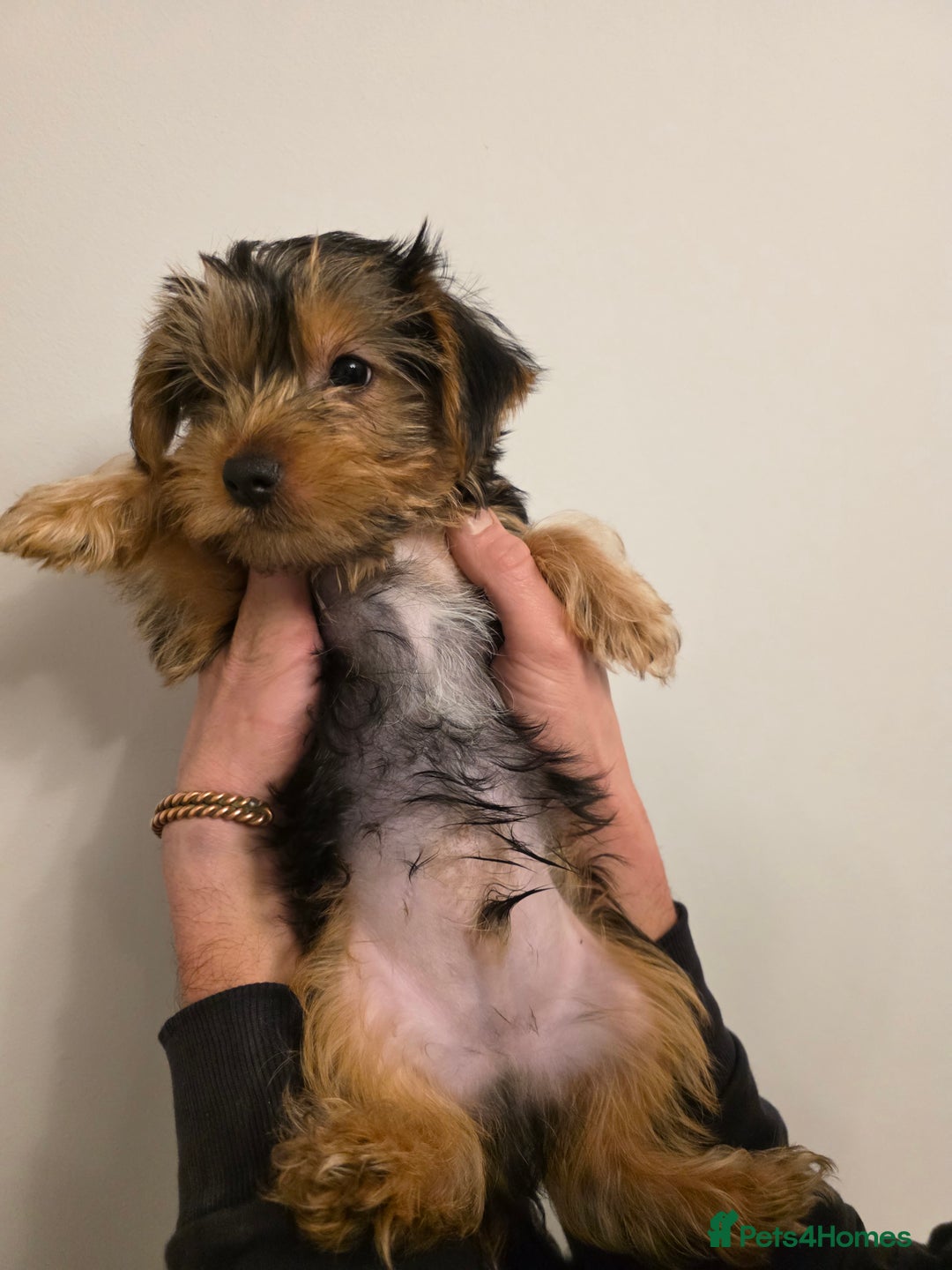 Yorkshire Terrier dogs for sale: MR Darek  - Advert 6
