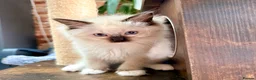 Ragdoll cats for sale: 🏆Imperial Grand Champion Sons! - Advert 11