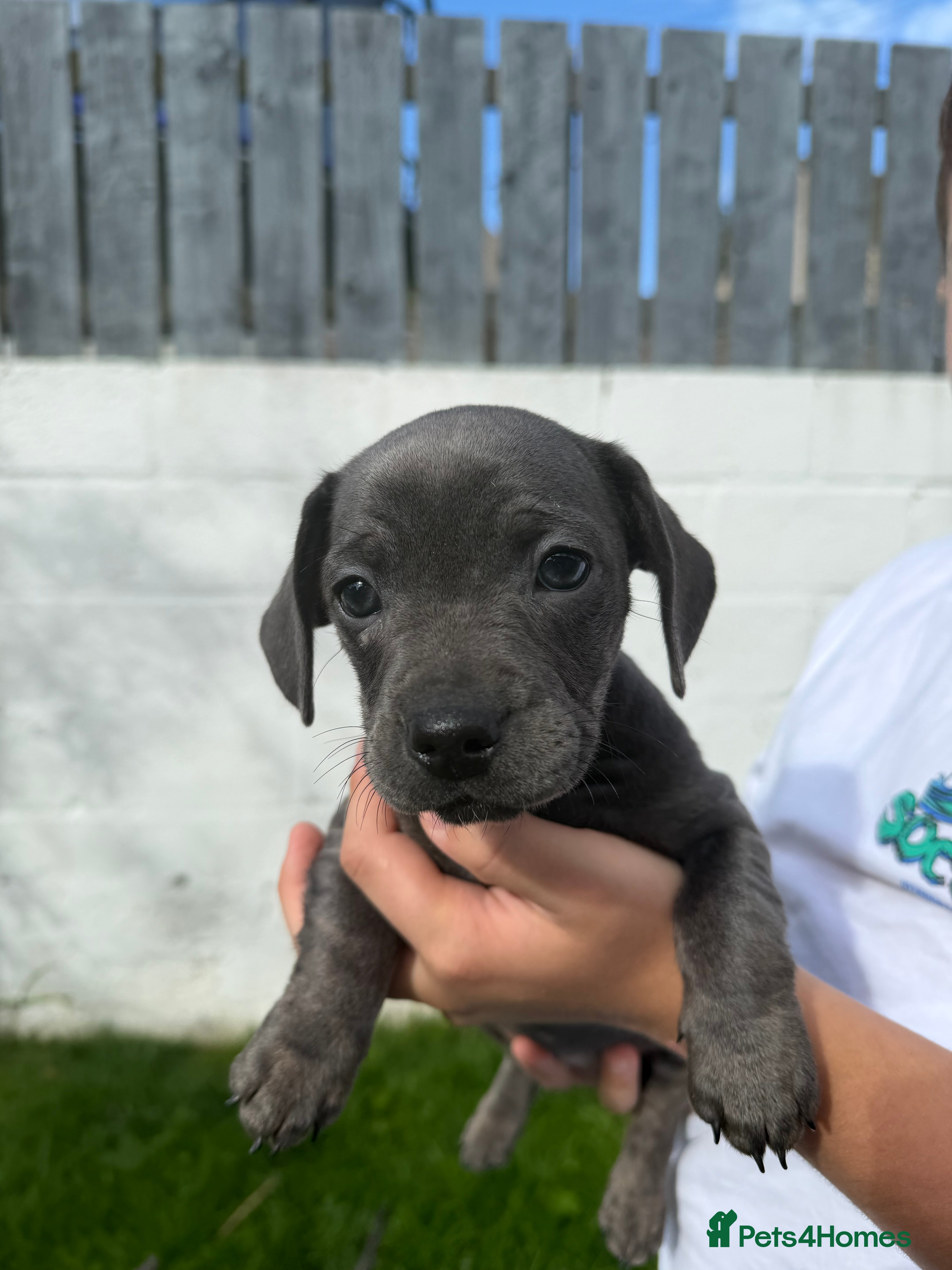 Mixed Breed dogs French Bulldog x Miniature Dachshund Puppies - Advert 2