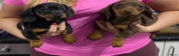 Miniature Dachshund dogs for sale: Miniature dachshund puppies  - Advert 2