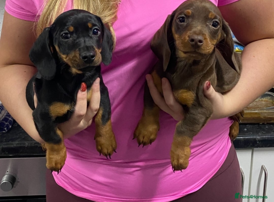 Miniature Dachshund dogs for sale: Miniature dachshund puppies  - Advert 2