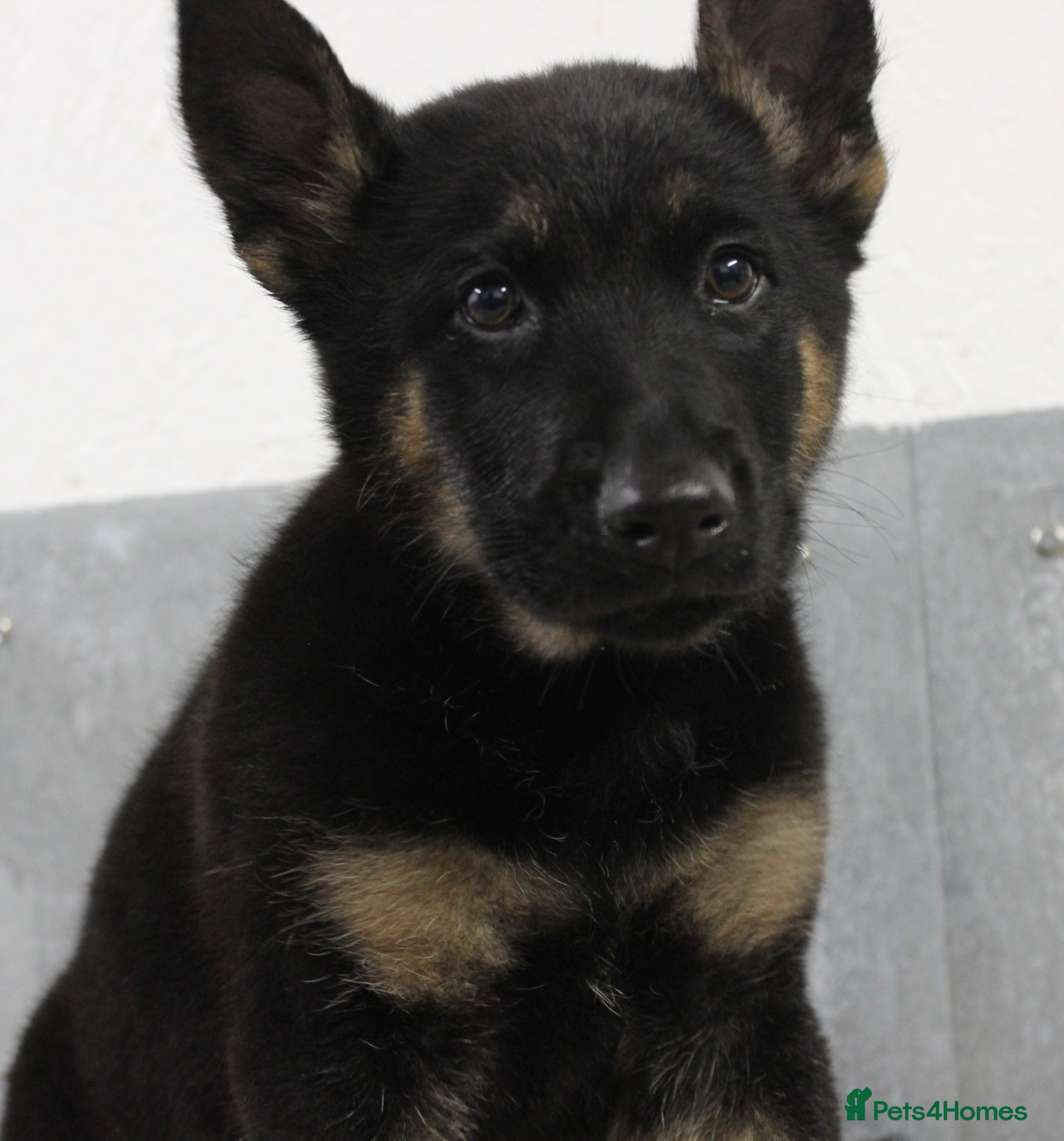 German Shepherd dogs for sale: German Shepherd Puppies  - Advert 27