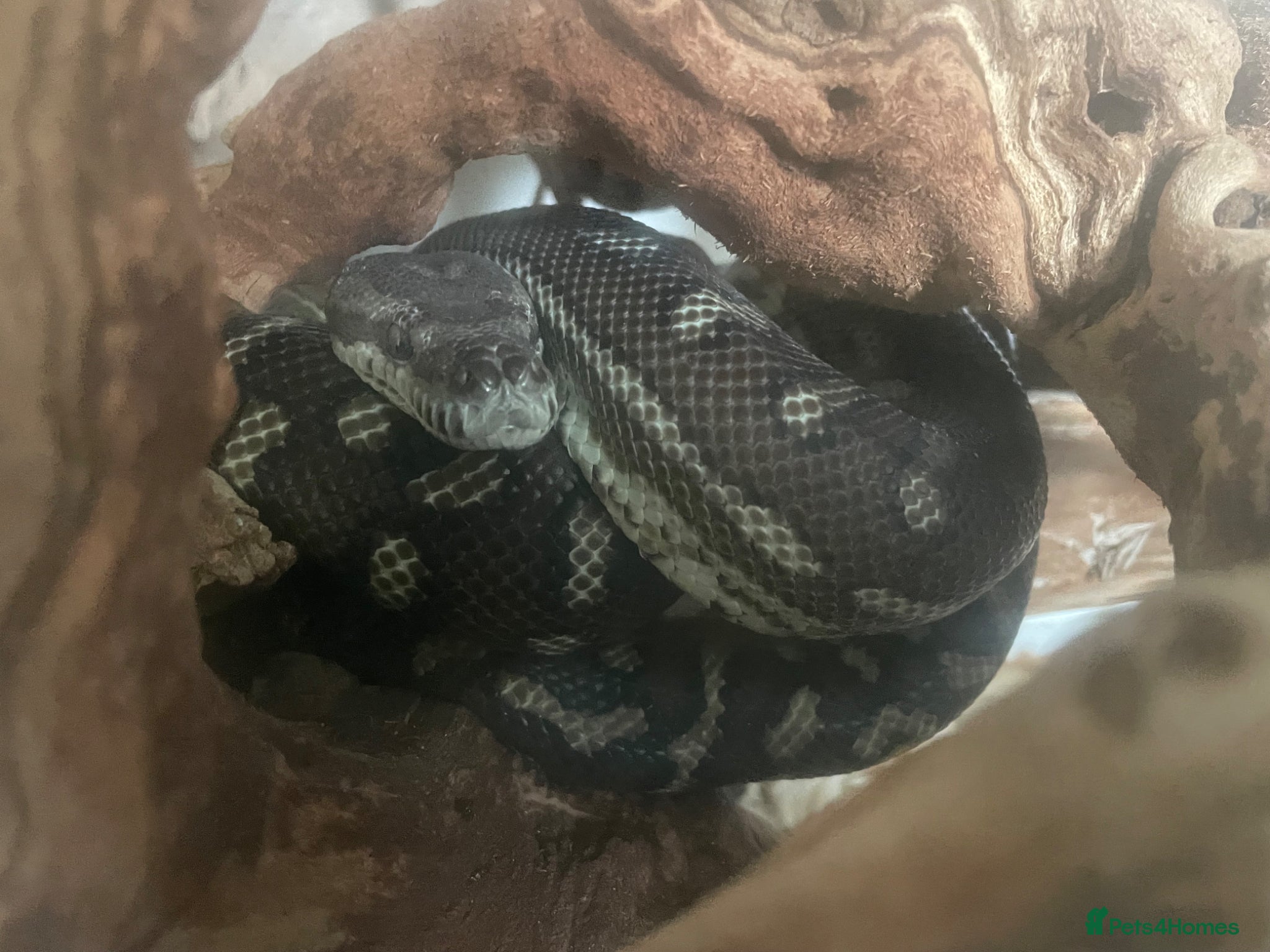 Python Snake reptiles Jungle python 2-3ft with tank  - Advert 11