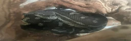 Python Snake reptiles for sale: Jungle python 2-3ft with tank  - Advert 1