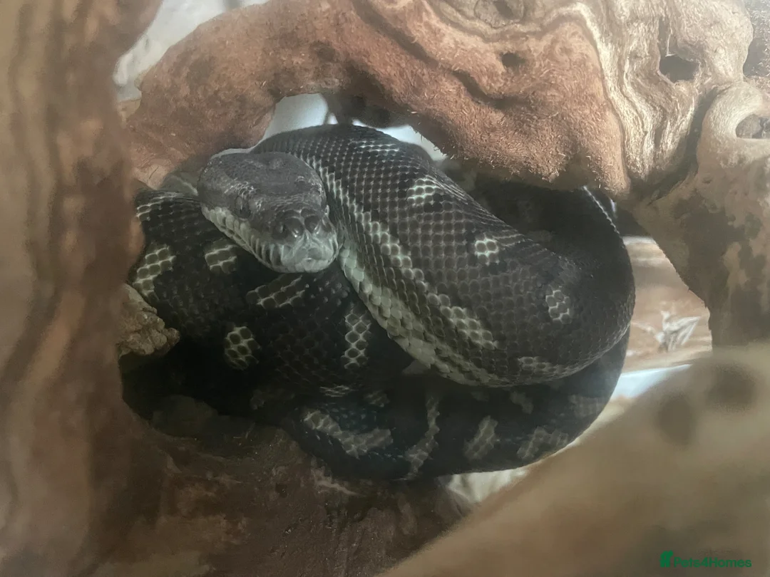 Python Snake reptiles for sale: Jungle python 2-3ft with tank  - Advert 1