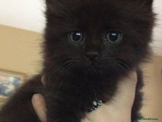 Mixed Breed cats - Advert 1