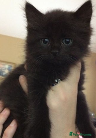 Mixed Breed cats - Advert 1