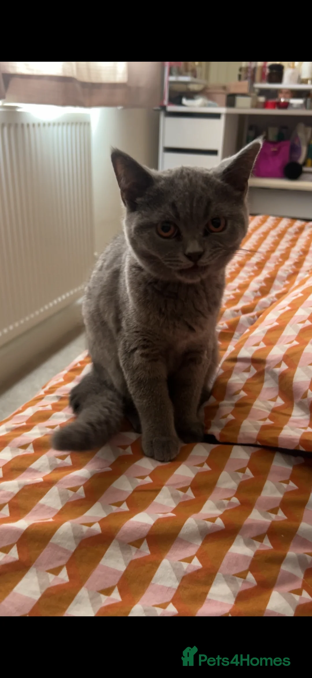 British Shorthair cats for sale: 🐾 British Shorthair Kittens Available 🐾 - Advert 2