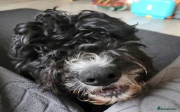 Cockapoo dogs for sale: Beautiful male f2 cockapoo (please read carefully) - Image 1