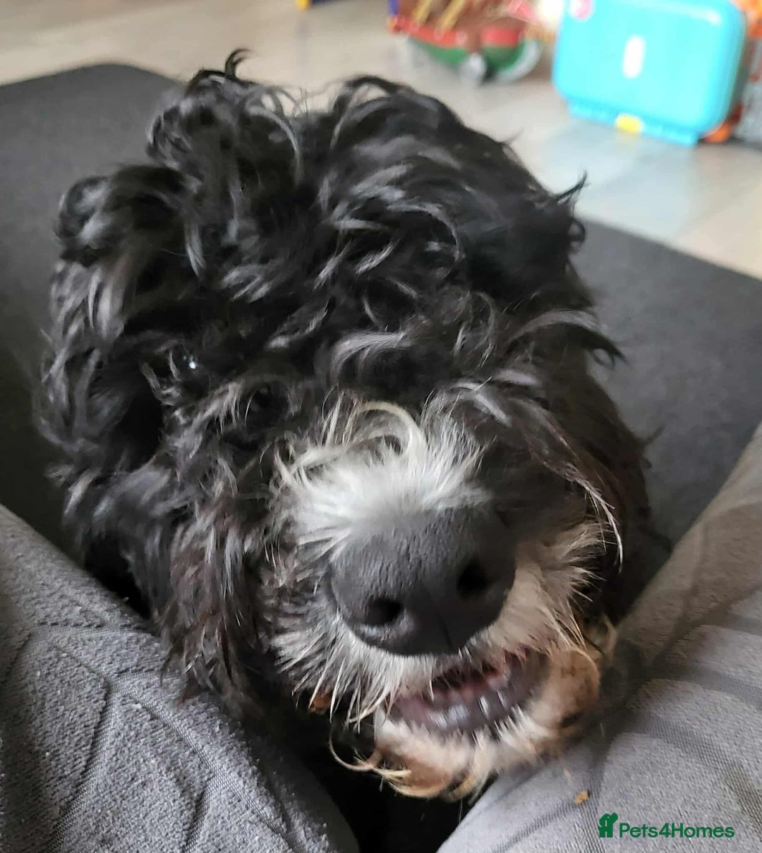 Cockapoo dogs for sale: Beautiful male f2 cockapoo (please read carefully) - Image 1