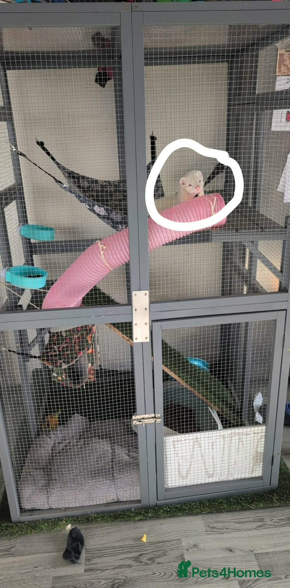 Ferret rodents 2 ferrets  - Advert 2