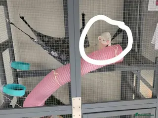 Ferret rodents 2 ferrets - Advert 2