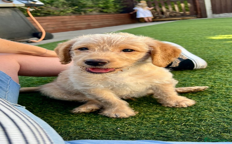 Labradoodle dogs in Lydbury North - Advert 11