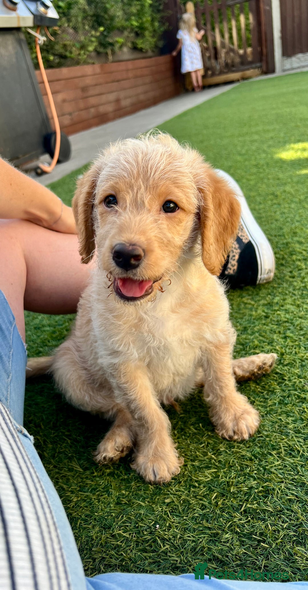 Labradoodle dogs for sale: Gorgeous Litter of F1 Labradoodle Puppies  in Lydbury North - Image 1