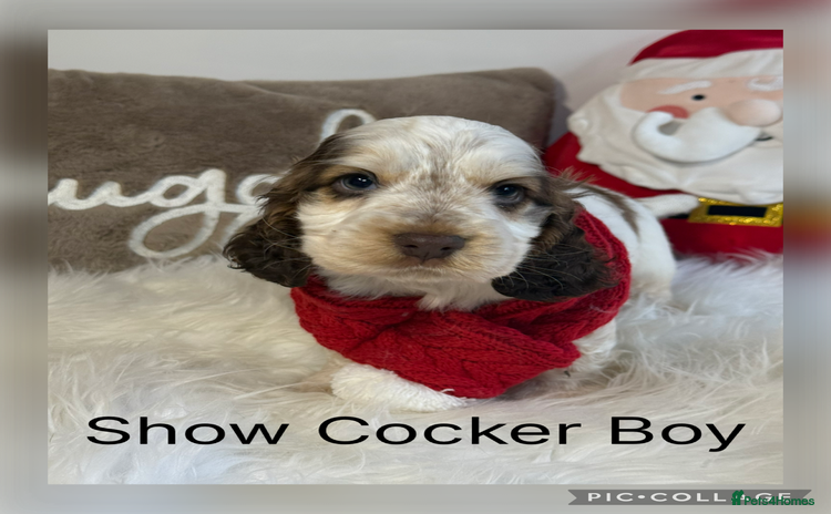 Cocker Spaniel dogs - Advert 3