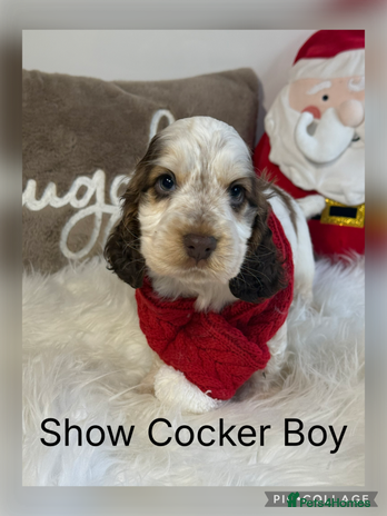 Cocker Spaniel dogs - Advert 3