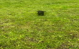 Cocker Spaniel dogs for sale: 7 gorgeous cocker spaniel puppies - Image 12