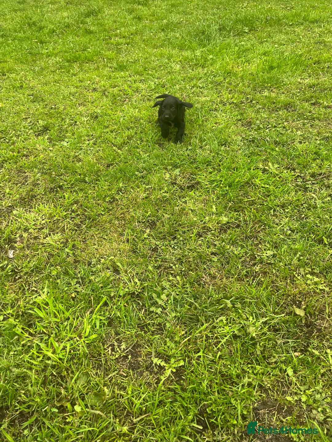 Cocker Spaniel dogs for sale: 7 gorgeous cocker spaniel puppies - Image 12
