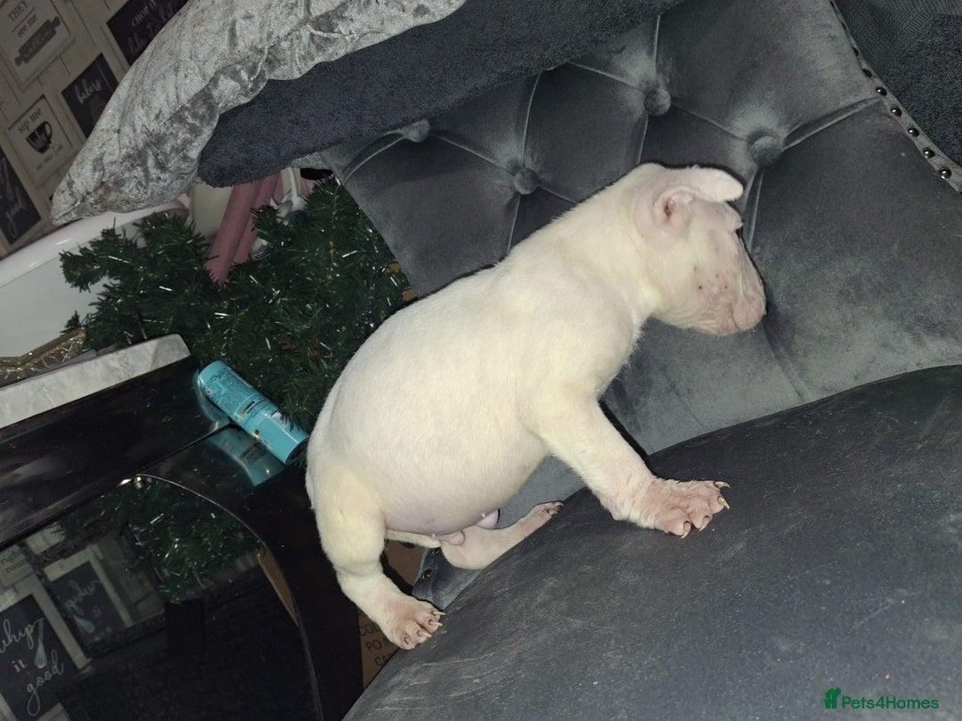 English Bull Terrier dogs for sale: English bull terrier  - Advert 5