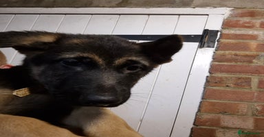 German Shepherd dogs - Advert 6