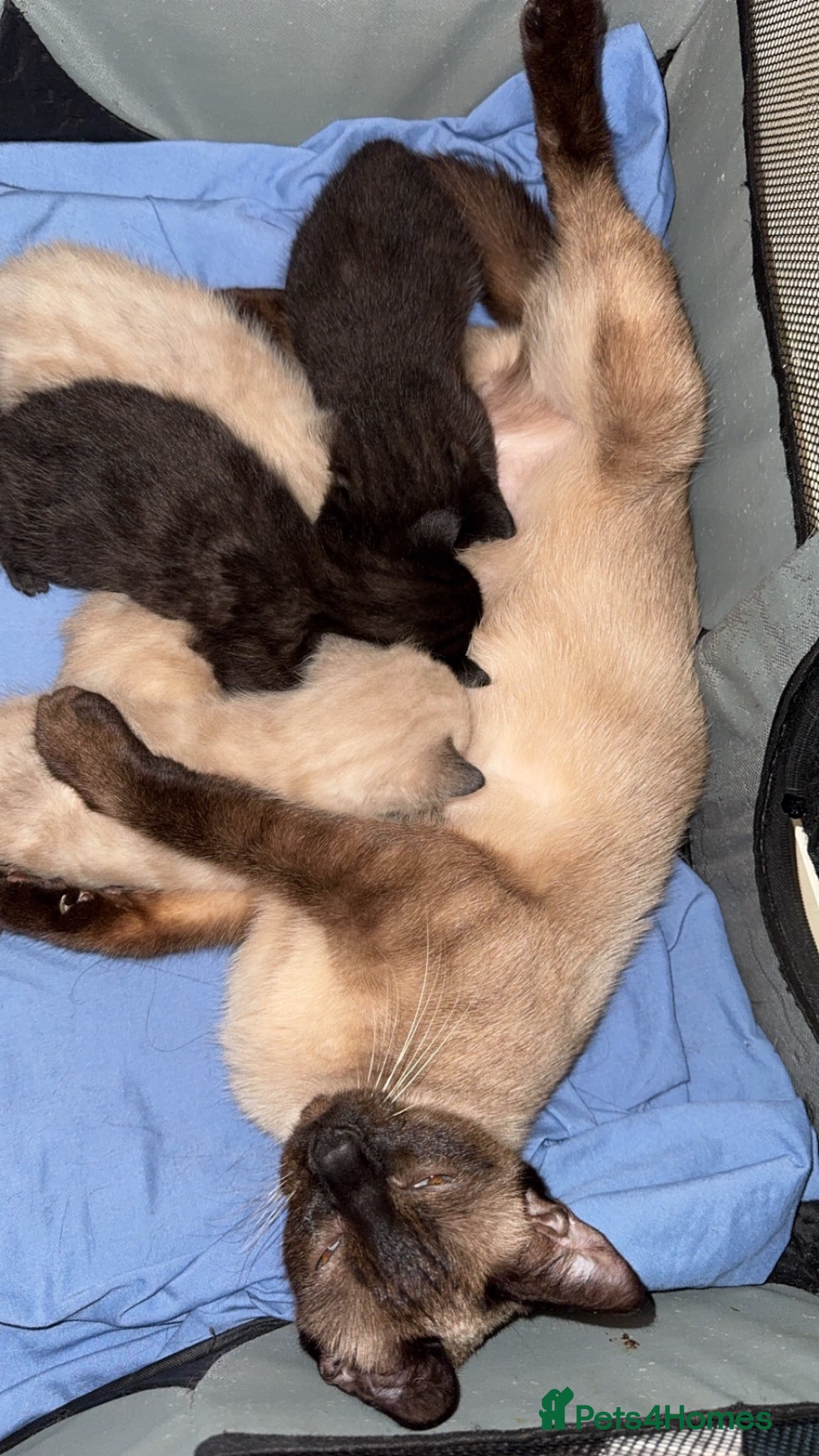 Siamese cats Fluffy Siamese point Bengals  - Advert 9