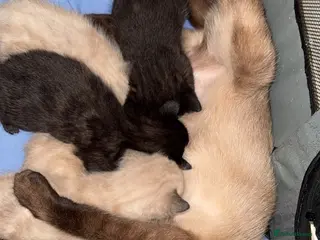 Siamese cats Fluffy Siamese point Bengals - Advert 9