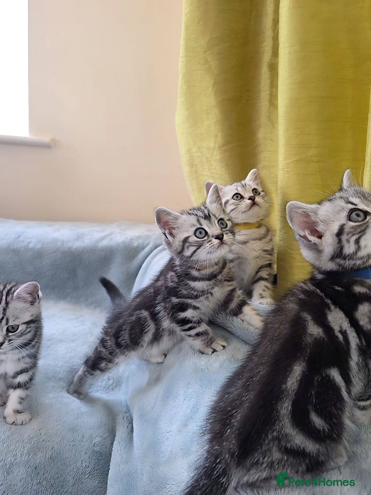 British Shorthair cats Silver Tabby Kittens, Rare GCCF Show Quality.  - Advert 2