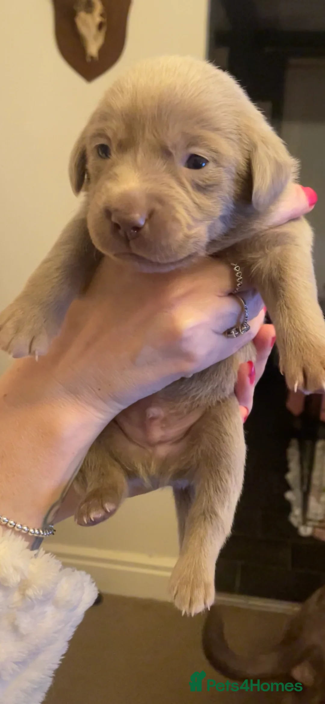 Labrador Retriever dogs for sale: Silver labradors  - Advert 1