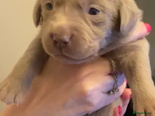 Labrador Retriever dogs Silver labradors - Advert 7