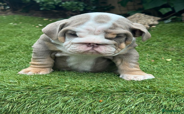 English Bulldog dogs - Advert 5
