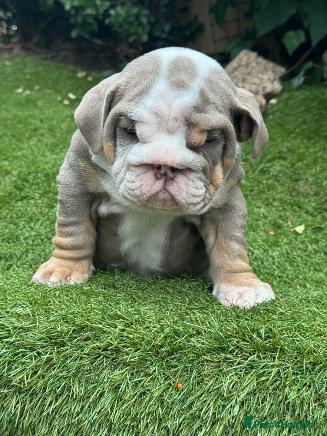 English Bulldog dogs for sale: Pistol Pete x nemisis male pup ‼️💣‼️🧬 - Image 1
