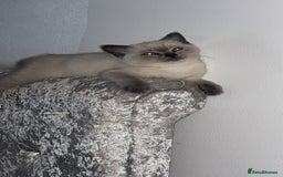 British Shorthair cats for sale: Pure breed British shorthairs  - Image 1