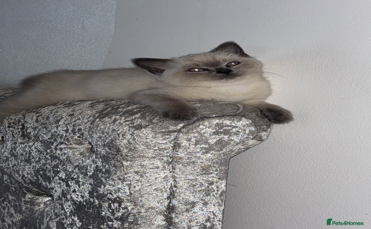 British Shorthair cats - Advert 8