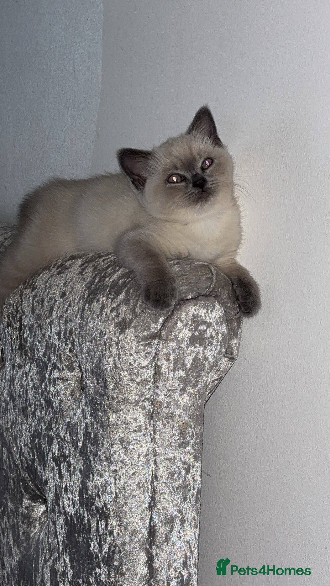 British Shorthair cats for sale: Pure breed British shorthairs  - Image 1