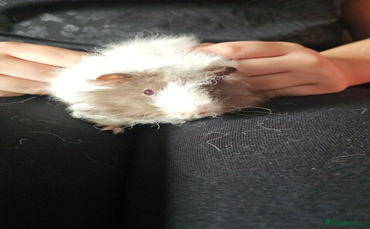 Guinea Pig rodents - Advert 10