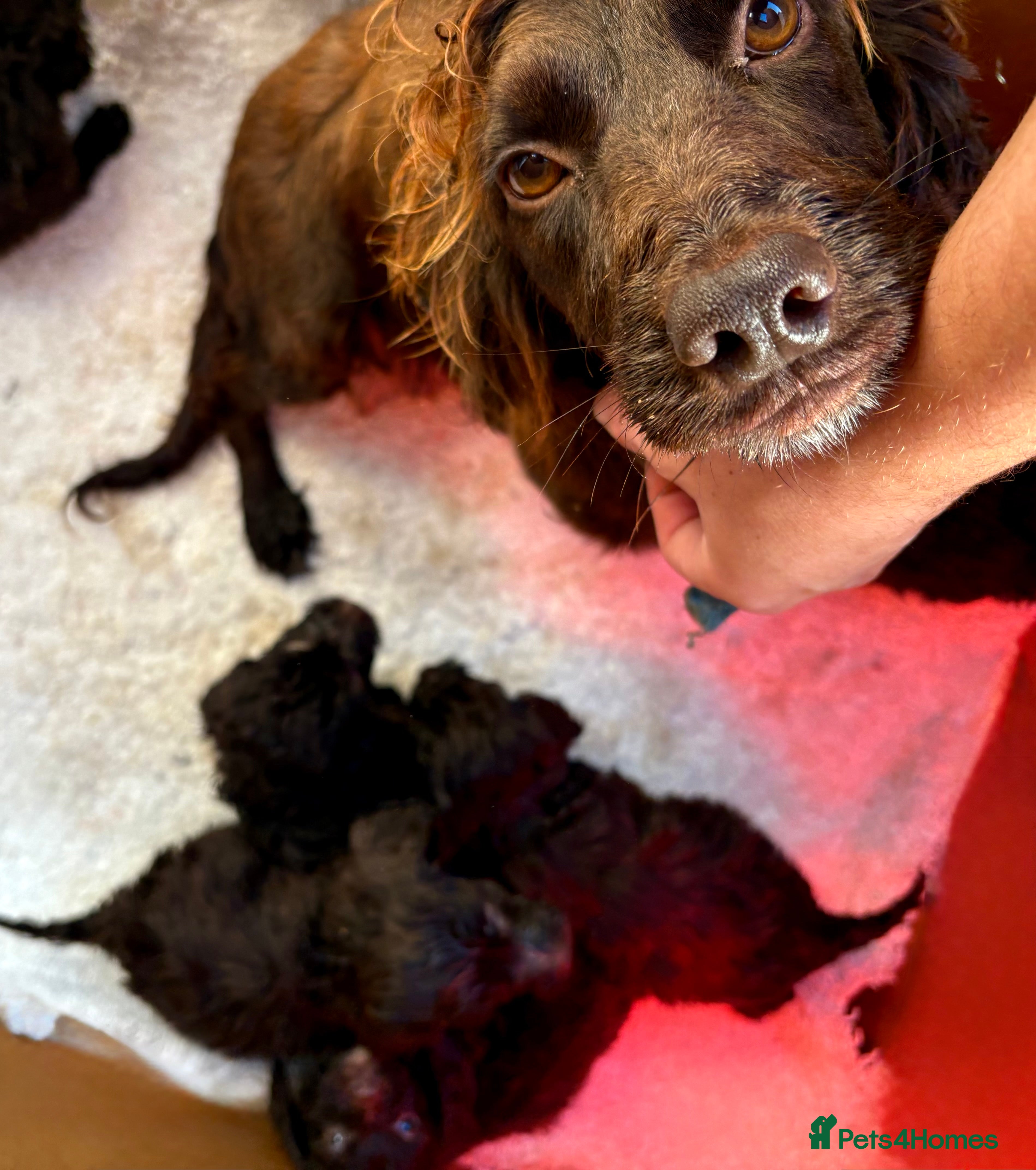 Cockapoo dogs Cockerpoo puppy  - Advert 15