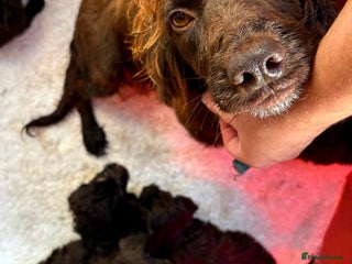 Cockapoo dogs Cockerpoo puppy - Advert 2