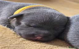 Staffordshire Bull Terrier dogs for sale: Staffordshire Bull Terrier Puppies - Image 6