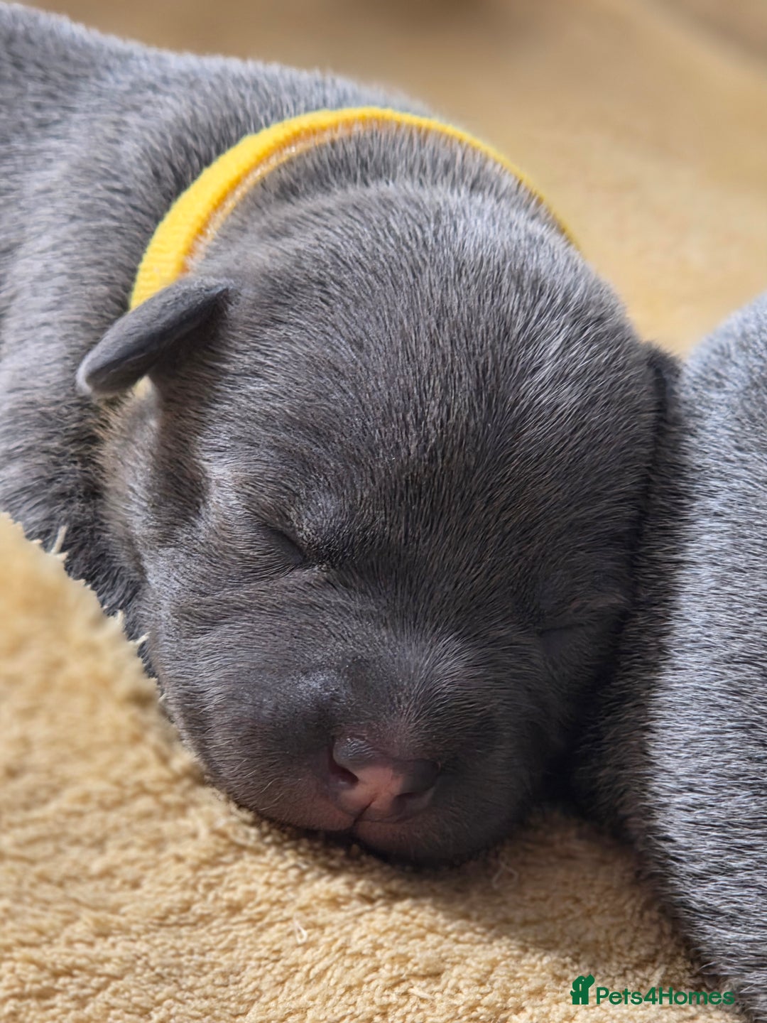 Staffordshire Bull Terrier dogs for sale: Staffordshire Bull Terrier Puppies - Image 6