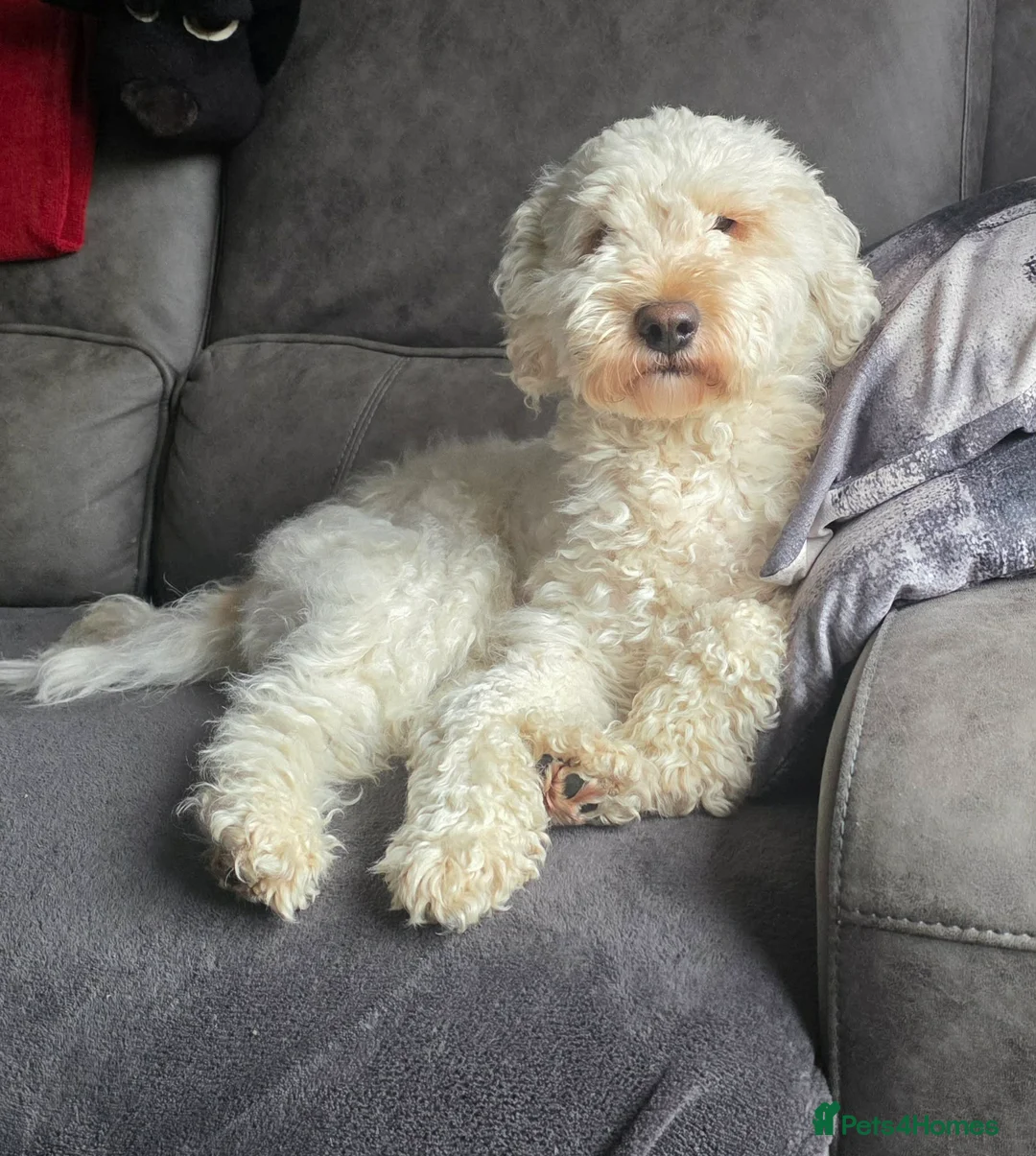 Mixed Breed dogs for sale: Cockapoochi puppies - Advert 10