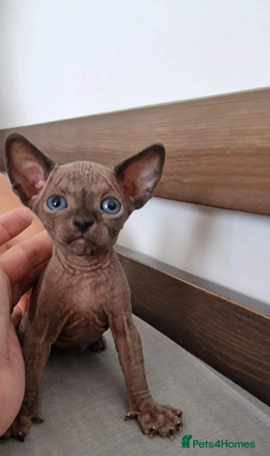 Sphynx cats for sale: 🐾 ADORABLE SPHYNX KITTEN BOY FOR SALE 🐾 - Advert 2