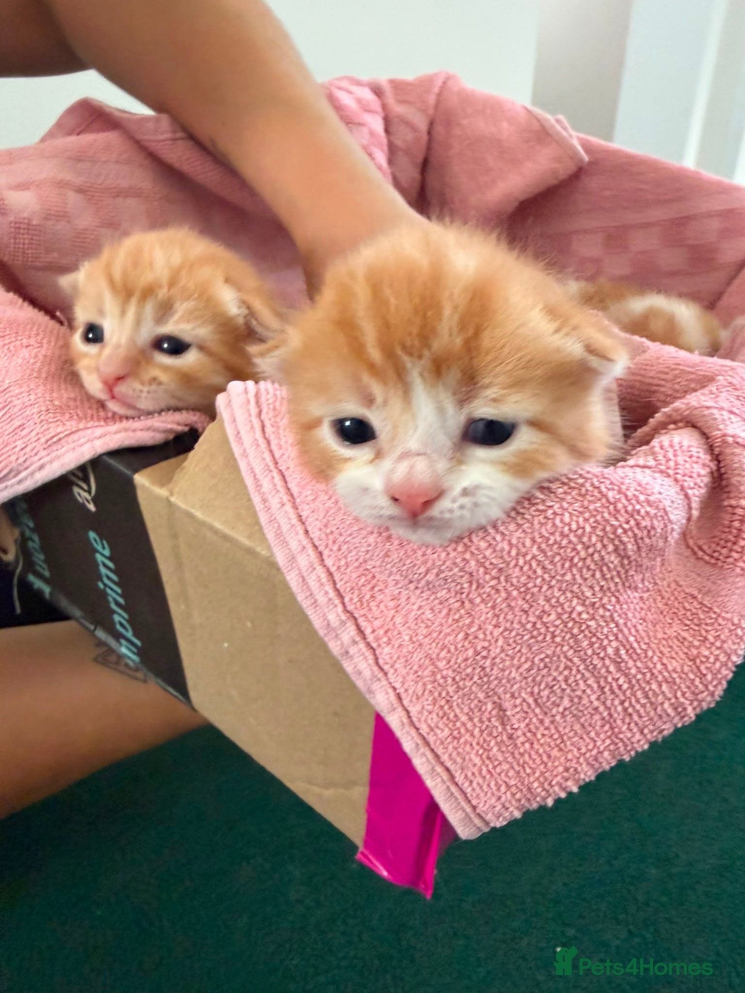 British Shorthair cats 3 ginger stripey boys for sale - Advert 6