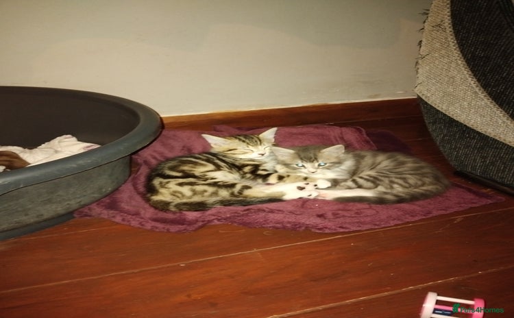 Mixed Breed cats - Advert 7