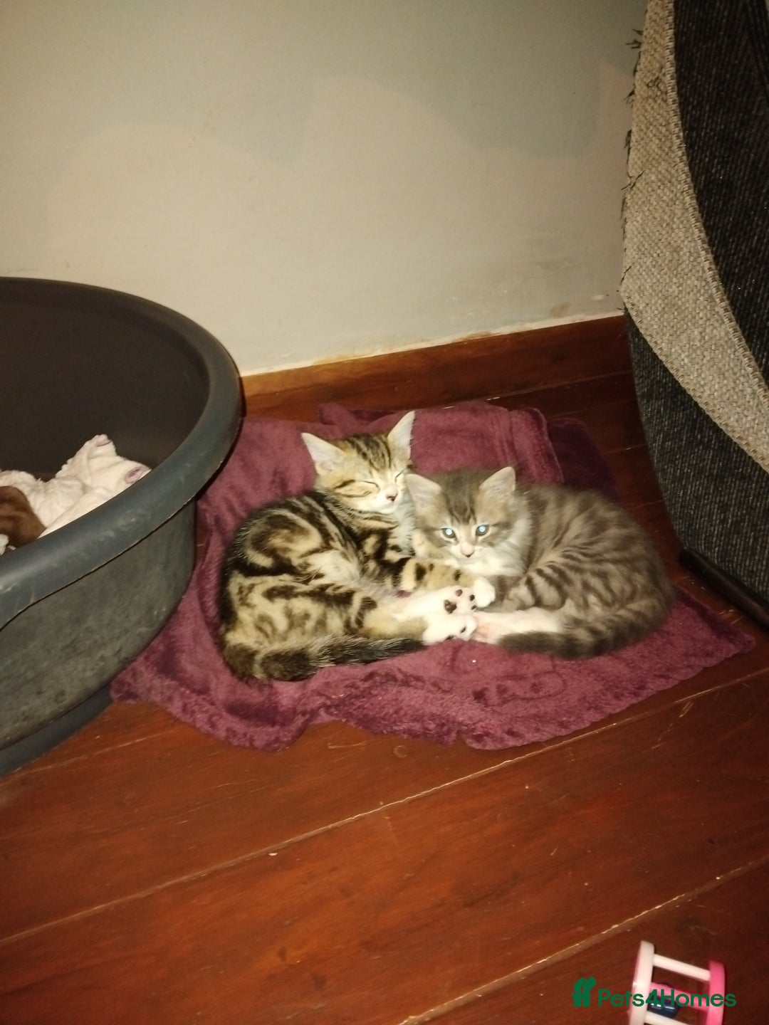Mixed Breed cats for sale: Kittens american ringtail mixbreed  - Image 1