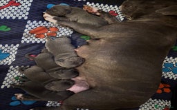 Staffordshire Bull Terrier dogs for sale: Blue staffy pups - Image 3
