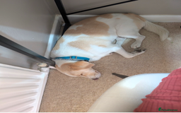 Mixed Breed dogs for sale: Lovely Pixel  - Image 13