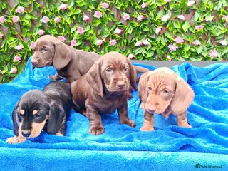Miniature Dachshund dogs MINI WIRES KC REG LAFORA PRA CLEAR - Advert 12