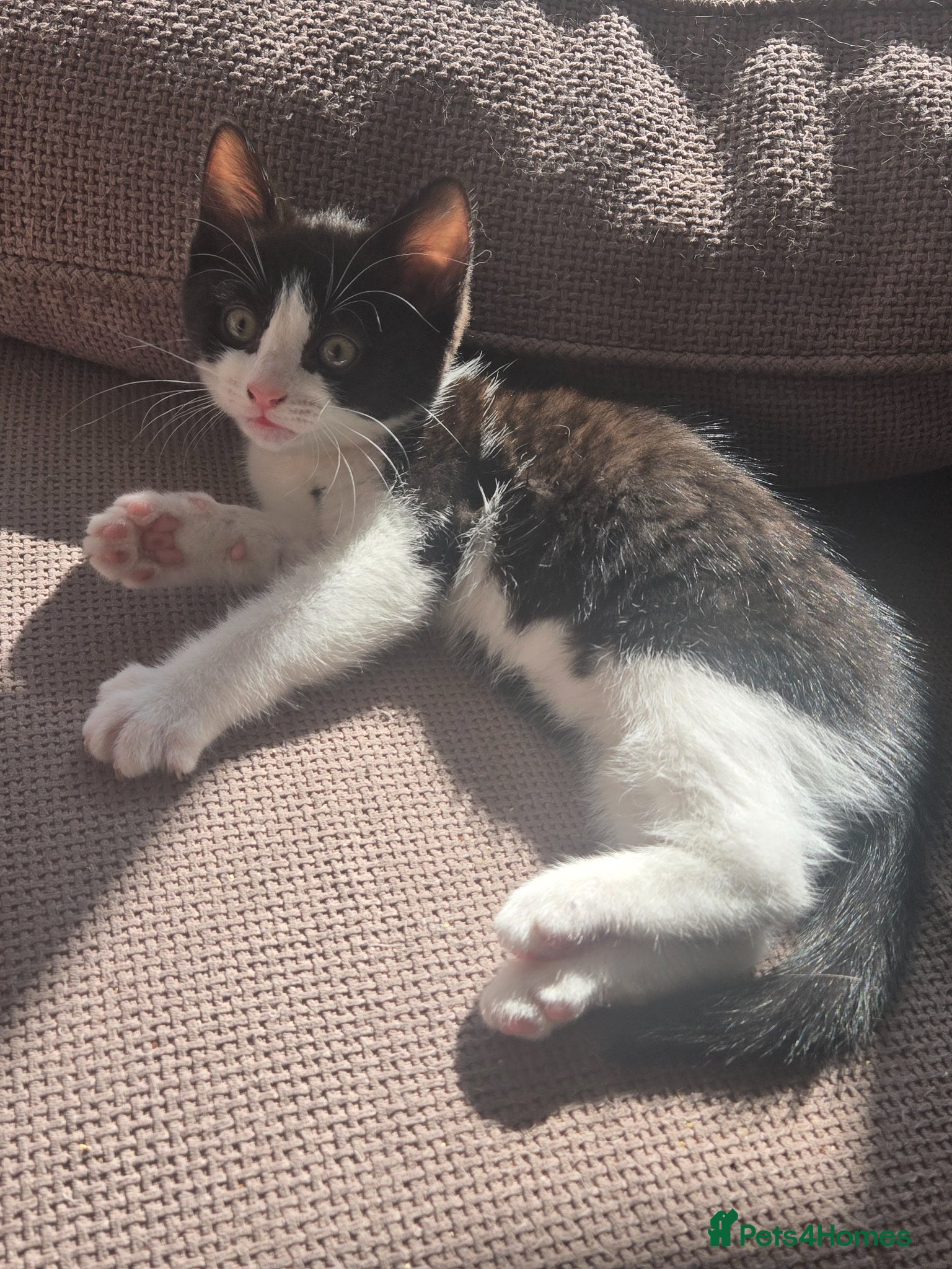 Ragdoll cats Ragdoll crosses from £150 *READY NOW* - Advert 1