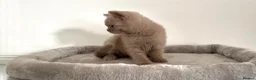 British Shorthair cats for sale: 5 British Shorthair Kittens in Wellingborough - Advert 20