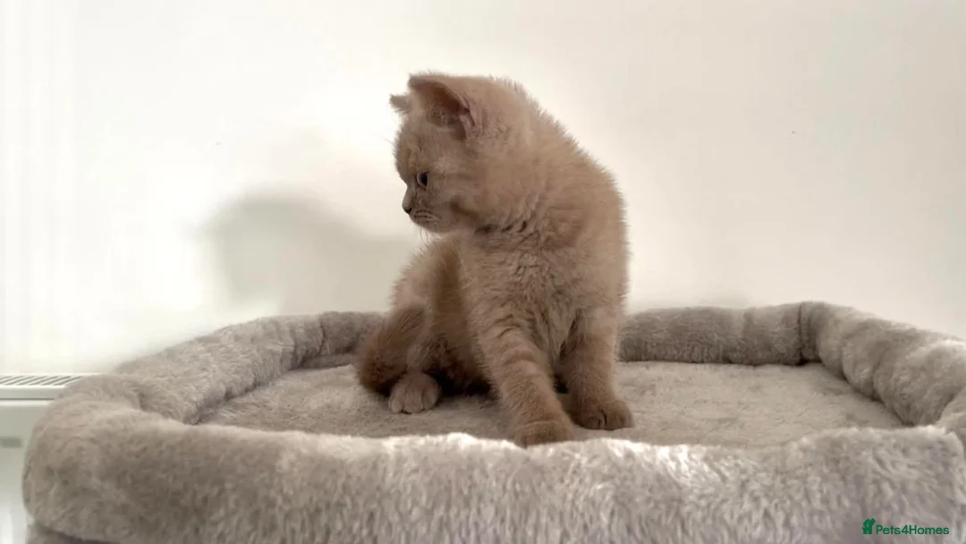 British Shorthair cats for sale: 5 British Shorthair Kittens in Wellingborough - Advert 20